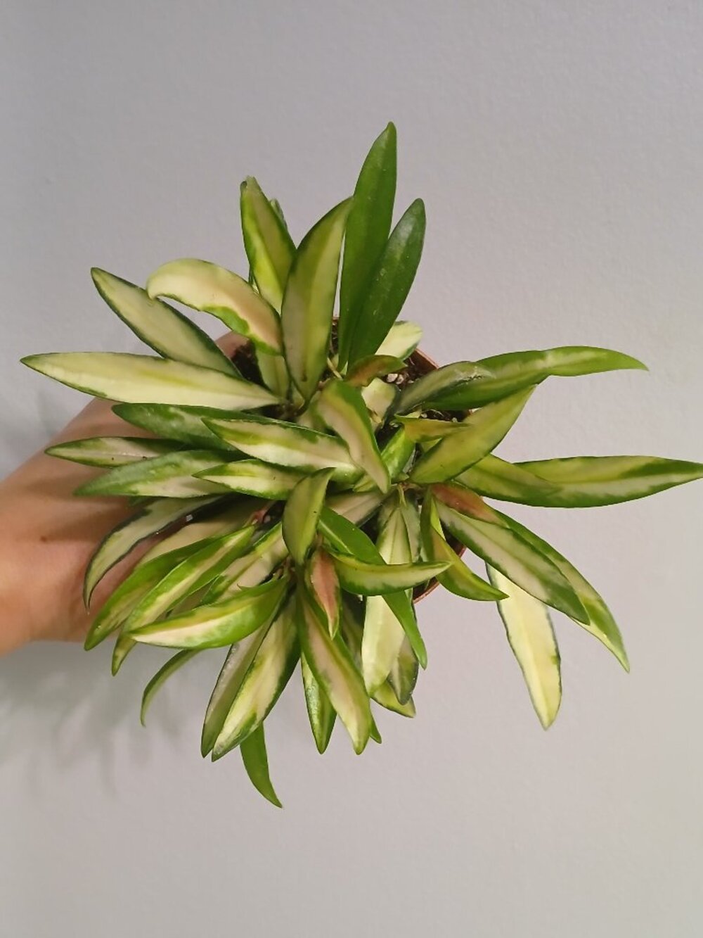 Hoya Wyetti Varigated